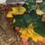 Crested Gecko 1 thumbnail