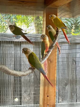 Conures conure - $300 (Ciudad de Salt Lake)63470079698051122
