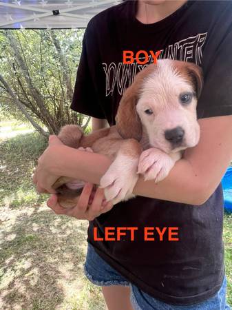 Pit Bull Mastiff San Bernardo (Buffalo)63655939188483120
