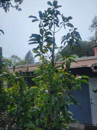 10ft Hass Avocado Tree 1