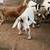 Nigerian Dwarf Goats Does, Doelings, Bucks, Bucklings 2 thumbnail