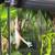 Reptiles 7 thumbnail
