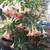 Angel's Trumpet tree. Brugmansia . By Greengirl. 5 thumbnail