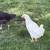 Chickens 2 thumbnail