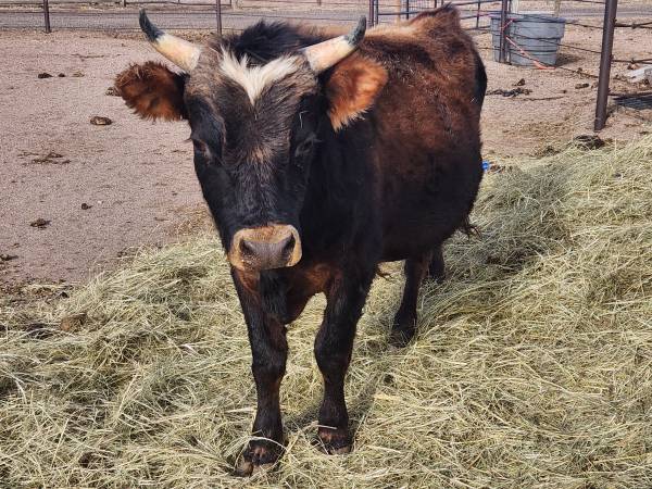 Bull 1