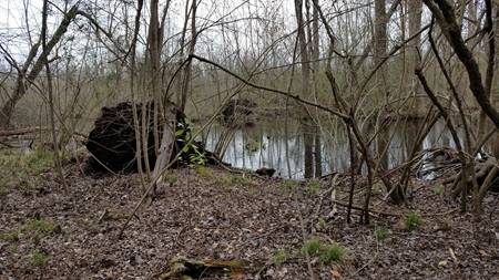 Large Lot Ready for Your Vision in Perquimans County 1