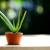 One Aloe Vera plant & Cactus and New Small Ceramic Pot. 2 thumbnail