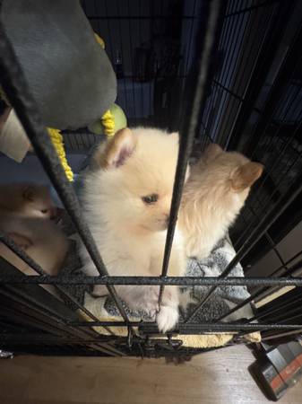 Pomerania (Los Ángeles)63865302901507122