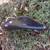 Like Brand New BROOKS B-17 CHAMPION SPECIAL GOLD EDITION SADDLE 6 thumbnail