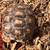 Salcata Tortoise 2 thumbnail