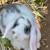 Holland Lops 6 thumbnail