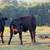 Replacement heifers!!!! 10 thumbnail