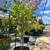 Crape Myrtle 2 thumbnail