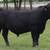 SimAngus, Simmental and angus bulls 2 thumbnail