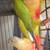 Conure Parrots 4 thumbnail