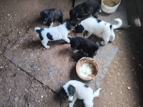 Puppy's 1