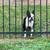 Boston terrier 5 thumbnail