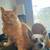 *Great Prices*Dog & Pup Train*obedience* Stop problems*Potty* Guarante 17 thumbnail