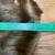 BEAVER PELT 5 thumbnail