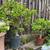 various trees and plants for sale 13 thumbnail