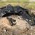 Skid steer  backhoe 10 thumbnail