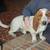 Adult bassett 1 thumbnail