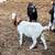 Goats 1 thumbnail
