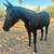 Horses 1 thumbnail