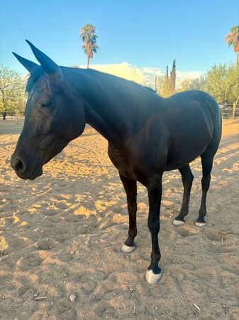 Horses 1