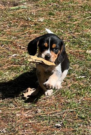 Beagles409982203729684483
