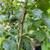 Fig Trees, Windmill Palm, Fruit trees, flower bushes and more plants 2 thumbnail