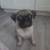 Pug 1 thumbnail