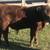 Yearling Red Angus Bull 7 thumbnail