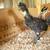 IMPORTED CHICKENS FRENCH BLACK CREVOCUER BREEDING PAIR ON ENDANGERED 7 thumbnail