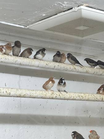 Zebra finch (Elmhurst)63148853023617123