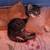 Mother tortie and her 3 babies 2 thumbnail