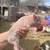 Mini piglets 4 thumbnail