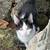 Kittens for sale 1 thumbnail