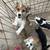 Papillion/chihuahua mix & chihuahua/dashhound mix 21 thumbnail