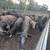 Bred cows 20 thumbnail