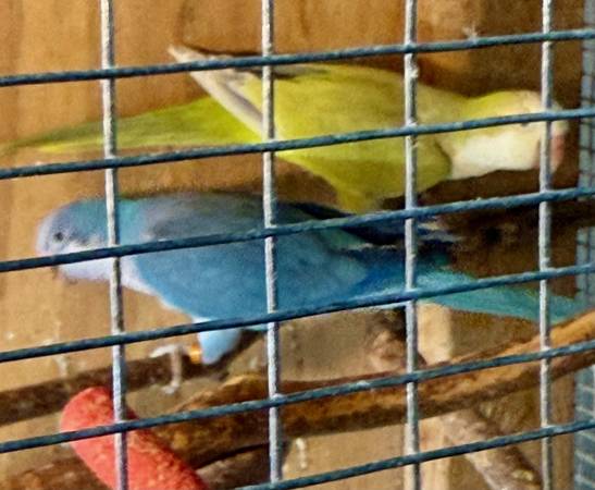 Breeding Quaker Pairs for Sale - $400 Per Pair (College Station)63866871632513122