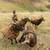 Soay sheep 3 thumbnail