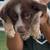 Puppy Australian Shepherd Texas Heeler 1 thumbnail