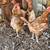 Chickens 1 and 1/2 year old 20 each 1 thumbnail