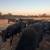 Bred Cows 3 thumbnail