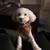 Rehome Male Toy Poodle 4 thumbnail