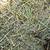 (HORSE QUALITY)3X4X8 STRAIGHT ALFALFA 1534LB BALES LAB TESTED 3 thumbnail