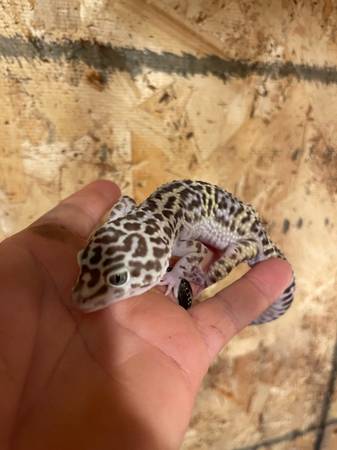 GRAN HEMBRA DE GECKO LEOPARDO REHOGAR 45 (Omaha)63670840960643120