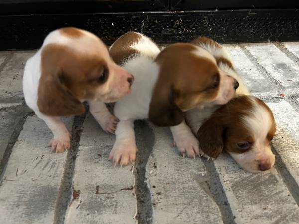 Miniature Dachshunds 1