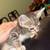 Kittens 7 thumbnail